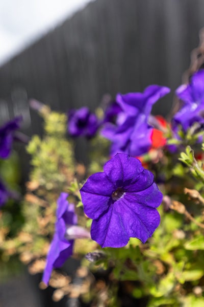 2 O'Reilly Road, Lincoln, Lincoln - Carousel 31