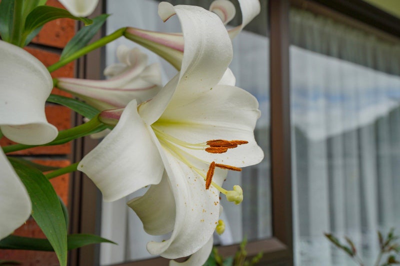 22 Craig Street, Waikiwi, Invercargill - Carousel 25