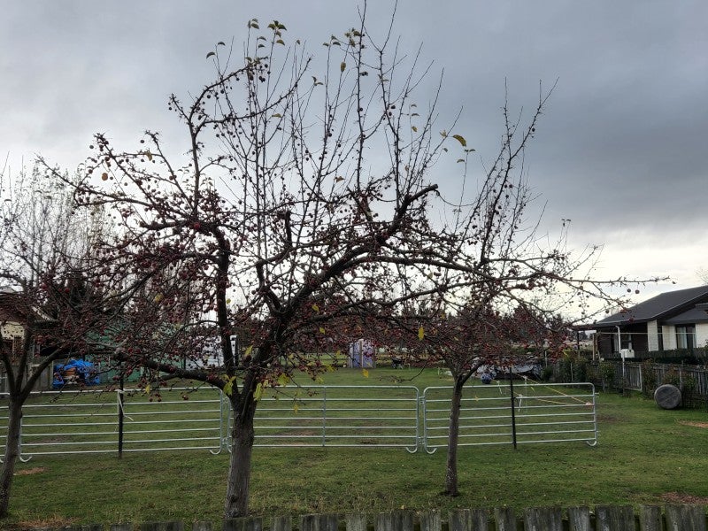 13 Welles Street, Ranfurly - Carousel 1