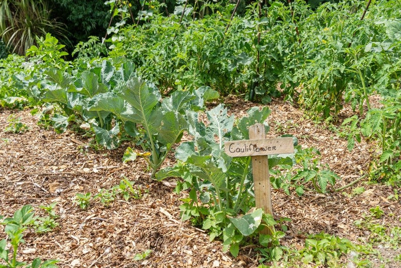 105 State Highway 30, Tikitere, Rotorua - Carousel 50