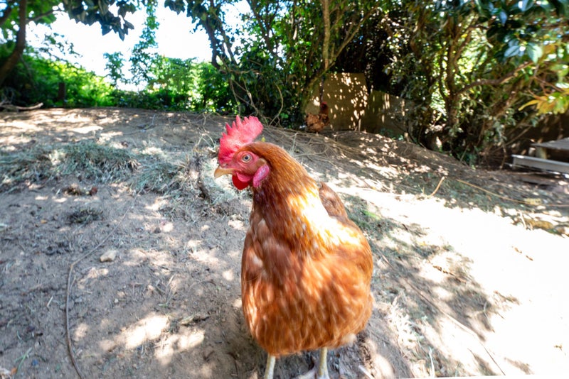 4 Huia Street, Hillcrest, Rotorua - Carousel 20