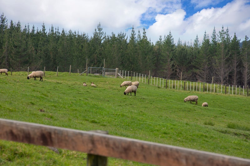 127A Oruawharo Road, Wellsford - Carousel 2