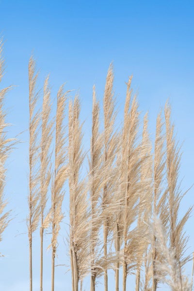 2265 South Head Road, Helensville - Carousel 33