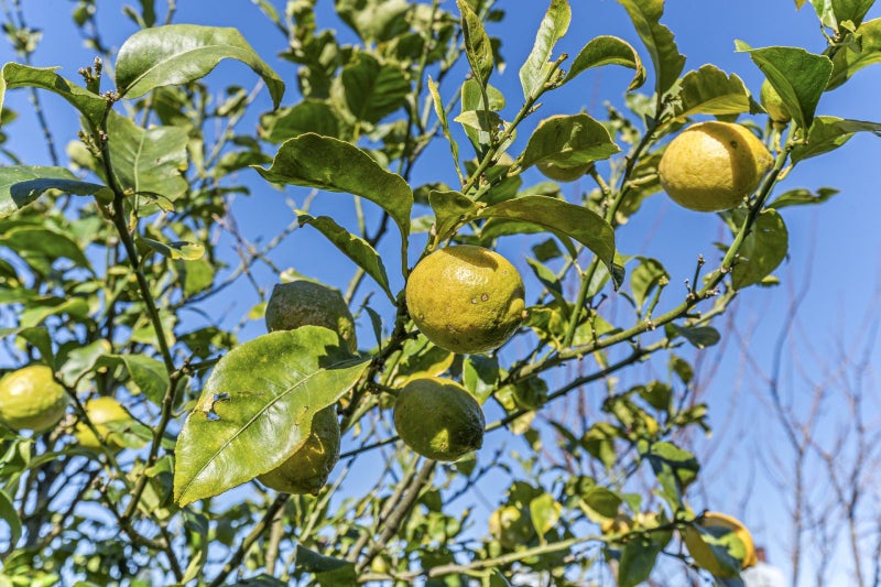 6 Buckland Place, Spotswood, New Plymouth - Carousel 26