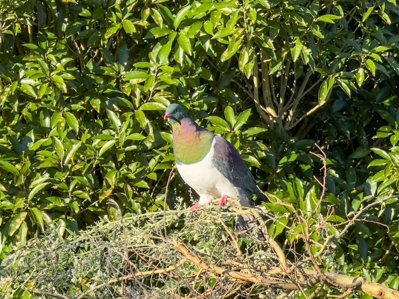 205A Arthur Road, Te Pahu, Hamilton - Carousel 2