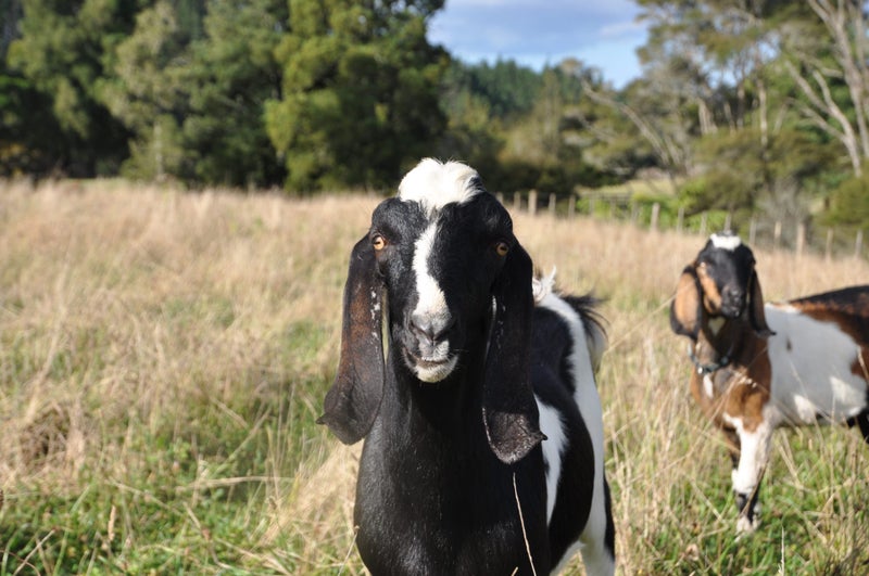36F Farquharson Road, Hunua, Franklin, Auckland - Carousel 26