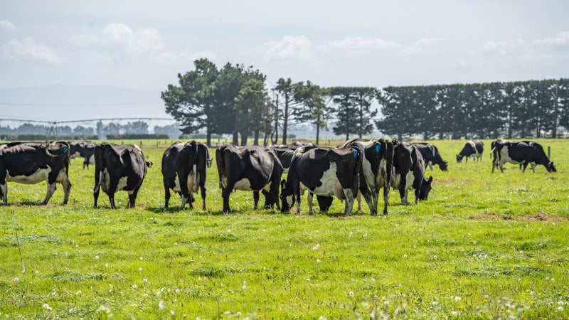 282 Sharlands Road, Rakaia - Carousel 29