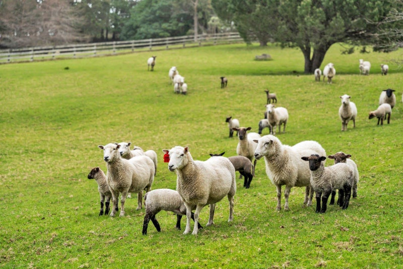 134 Phillips Road, Kaiwaka, Kaipara, Northland - Carousel 2