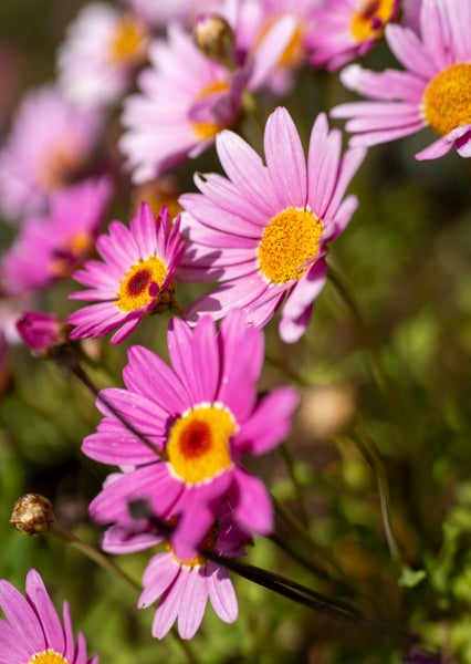 5 Princes Street, Cambridge, Cambridge - Carousel 21