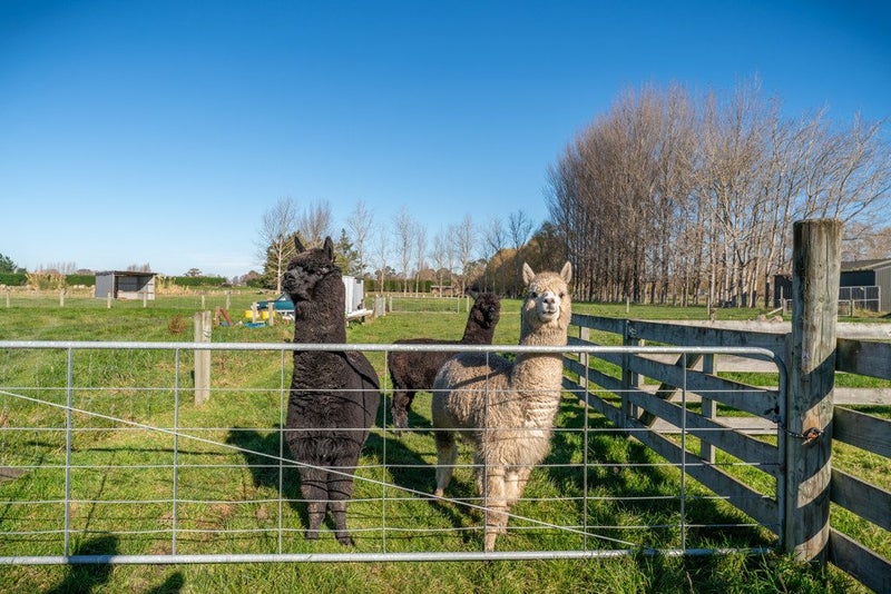 22 North Town Belt, Temuka - Carousel 18