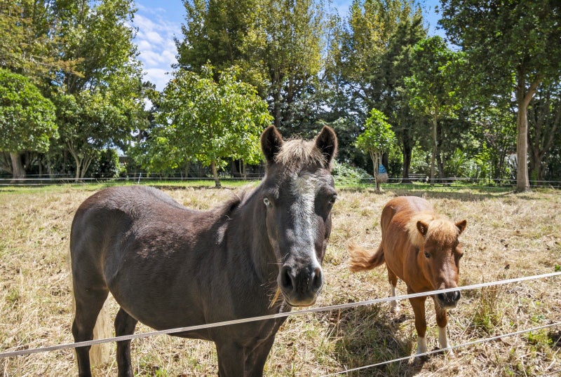 23 Hennesey Road, Palmerston North - Carousel 21