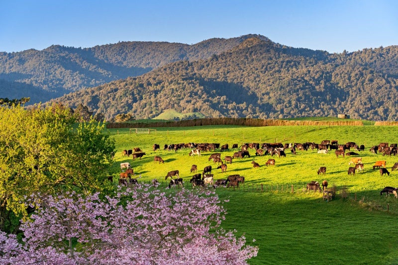 48 Poland Street, Waikino, Waihi - Carousel 1