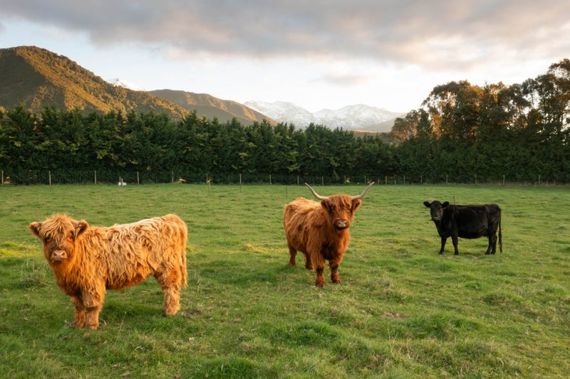 22 Koura Bay Drive, Kaikoura - Carousel 17