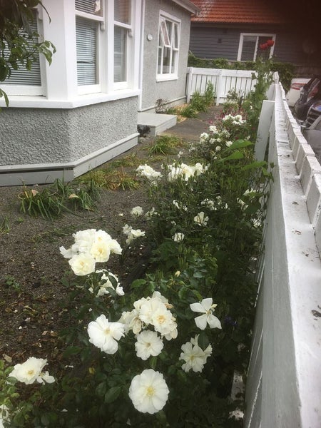 14 Freyberg Street, Roslyn, Palmerston North - Carousel 18