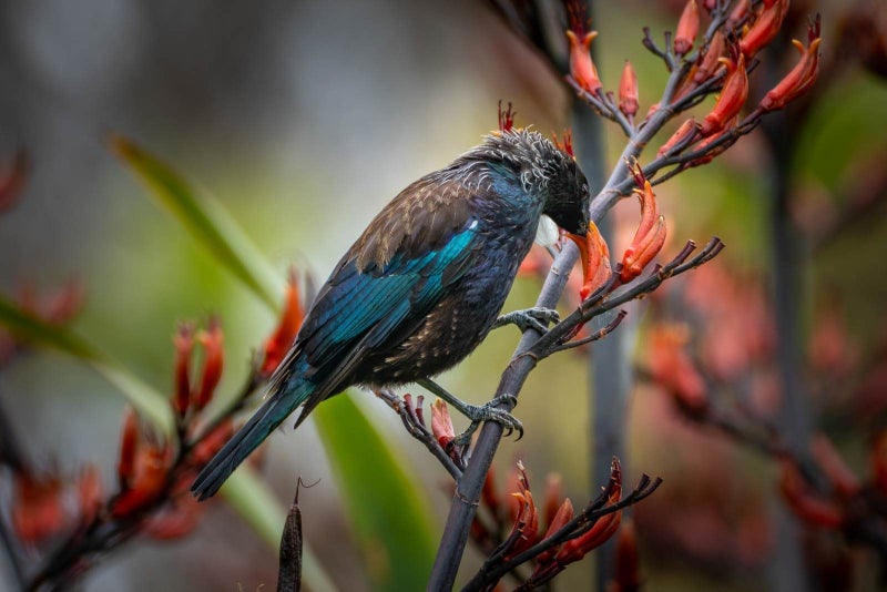 51 Fairview Crescent, Omiha, Waiheke Island - Carousel 17