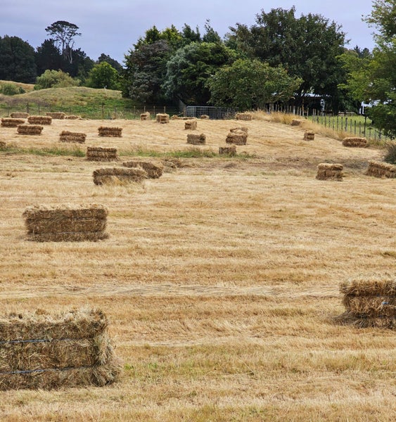965 Koputaroa Road, Koputaroa, Levin - Carousel 26
