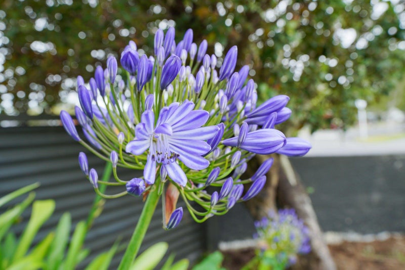 42 Joseph Street, Waverley, Invercargill - Carousel 21