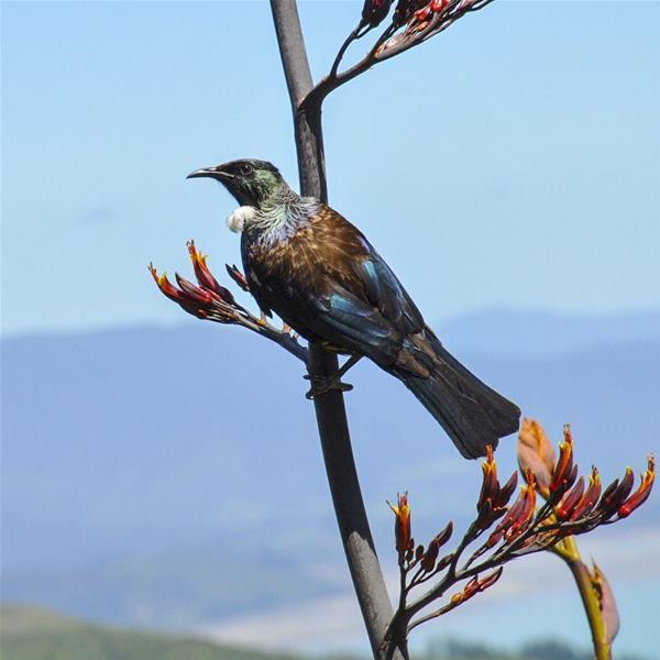 2 Titoki Street, Rārangi, Blenheim - Carousel 5