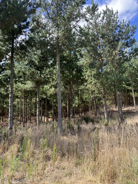 1387 Santoft Road, Bulls, Rangitikei, Manawatu / Whanganui - Carousel 2