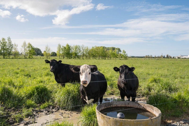 58 Swamp Road, Appleby, Richmond - Carousel 44