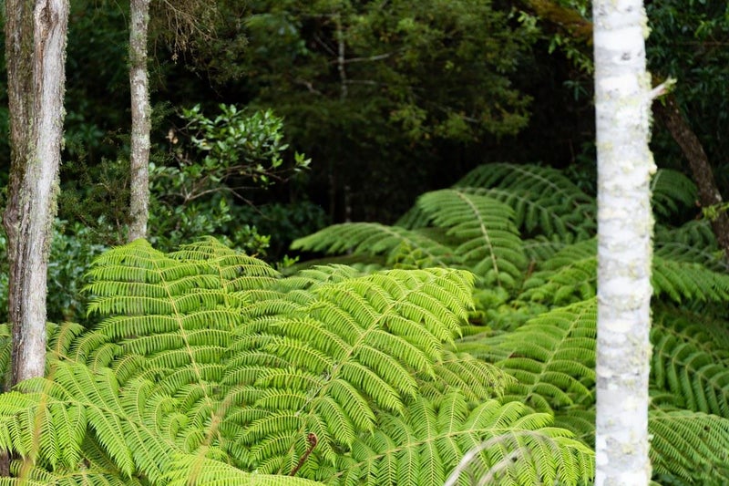 231 Wright Road, Whangarei - Carousel 20