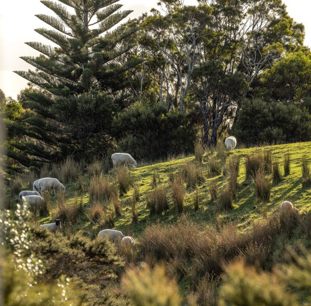 44 Junction Road, Palm Beach, Waiheke Island - Carousel 8