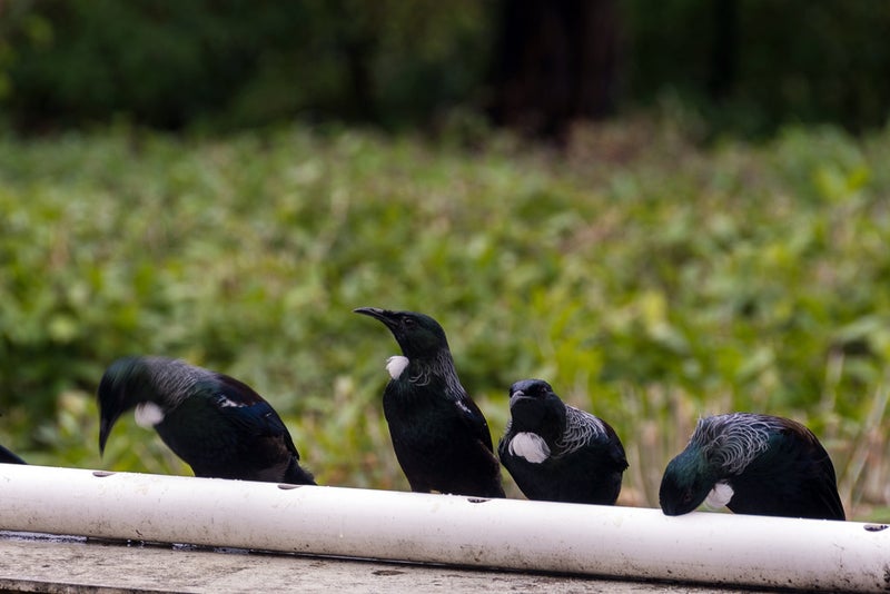 27 Summit Road, Lake Okareka, Rotorua - Carousel 25