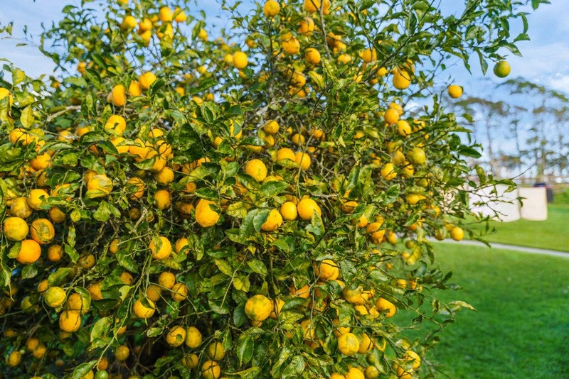 33 Whakapirau Road, Wellsford, Wellsford - Carousel 15