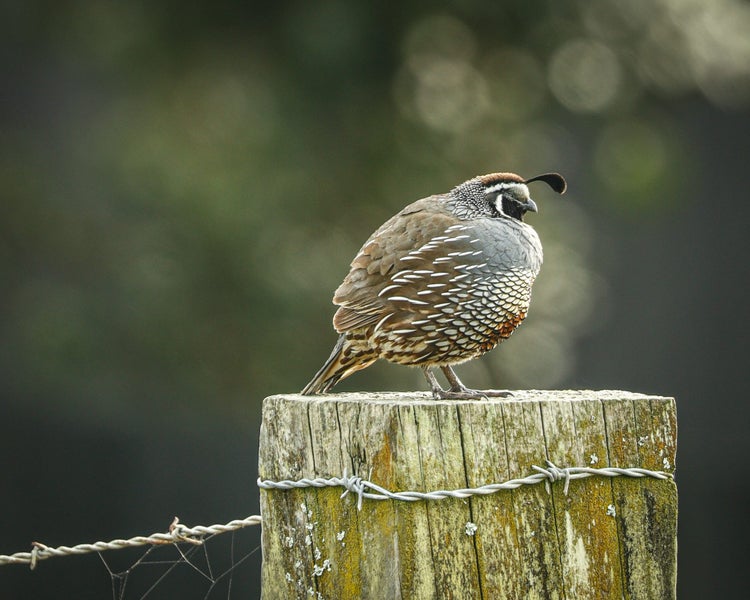 103 Wharekaho Sh25 Road, WHAREKAHO, WHITIANGA - Carousel 42