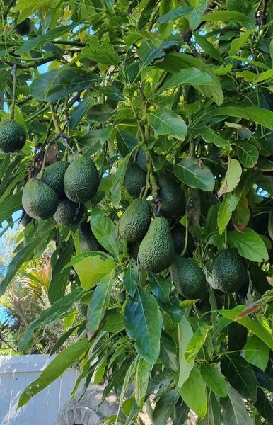 124 Victoria Street, Onehunga, Auckland - Carousel 2