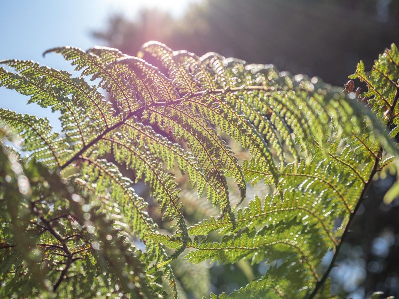 26 Dashper Drive, Warkworth, Rodney, Auckland - Carousel 32