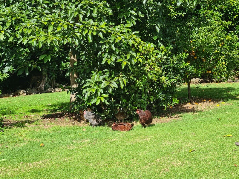 14 Te Kowhai Drive, Whangarei - Carousel 36