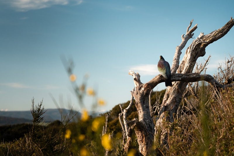 379B Orepuki Riverton Highway, Longwood, Riverton/Aparima - Carousel 10