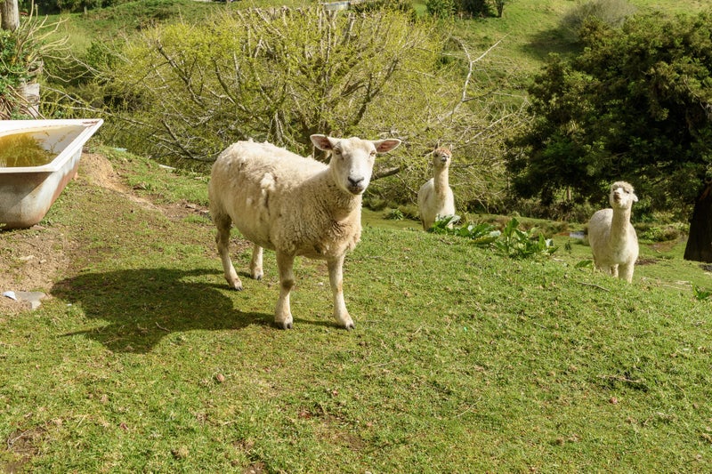 94 Darraghs Road, Brookfield, Tauranga - Carousel 15