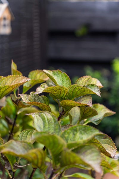 3/17 Saltburn Road, Milford, North Shore City, Auckland - Carousel 13