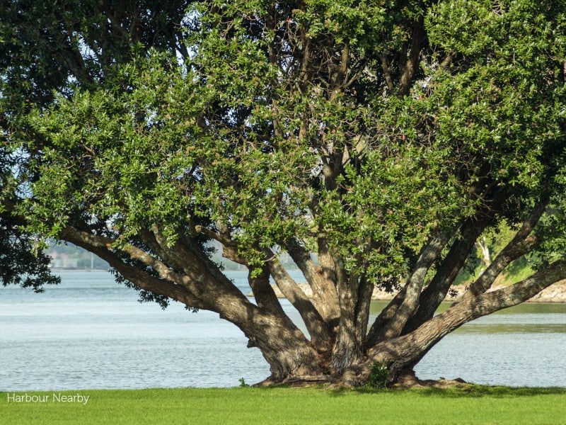 Property Valuation for 31C Maxwells Road, Otumoetai, Tauranga Trade