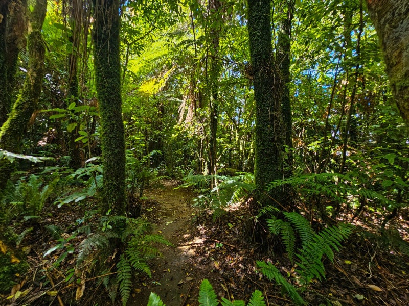 215 South Road, Mamaku - Carousel 16