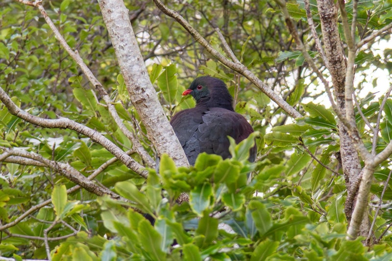 4A Kereru Grove, Featherston - Carousel 45