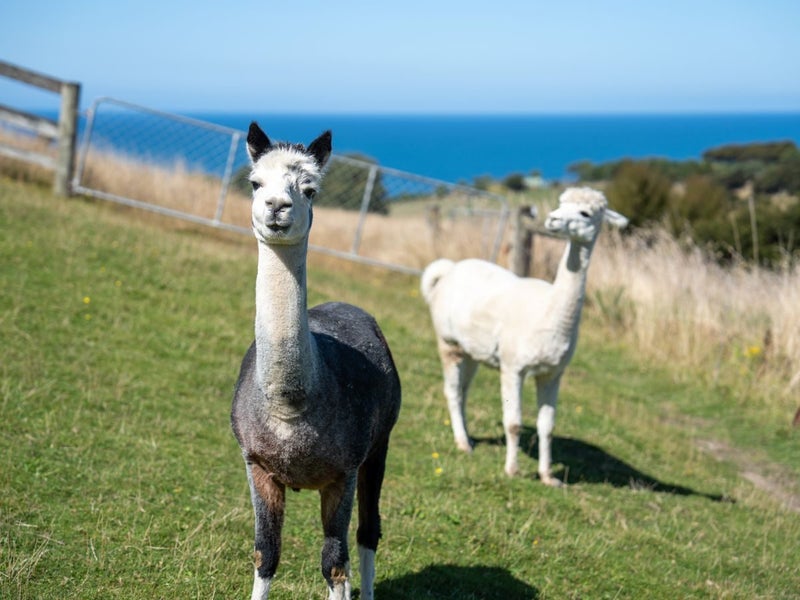 291 Big Stone Road, Brighton, Dunedin - Carousel 29