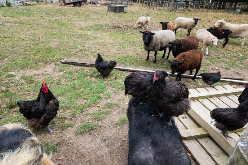 42 Flux Road, Mangaroa, Upper Hutt - Carousel 21