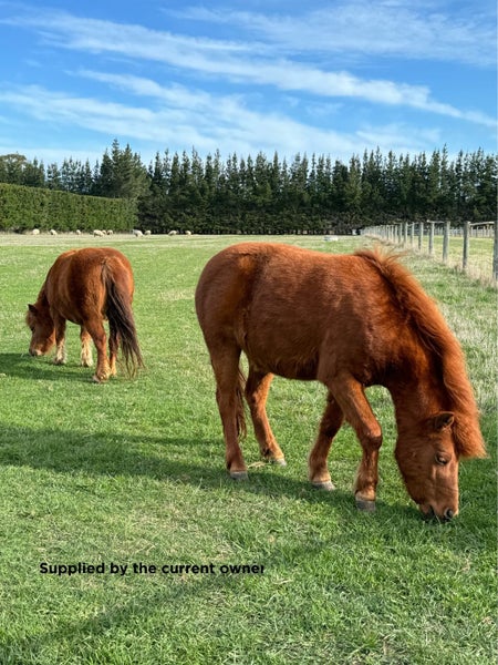 1789 South Eyre Road, Eyrewell, Rangiora - Carousel 43