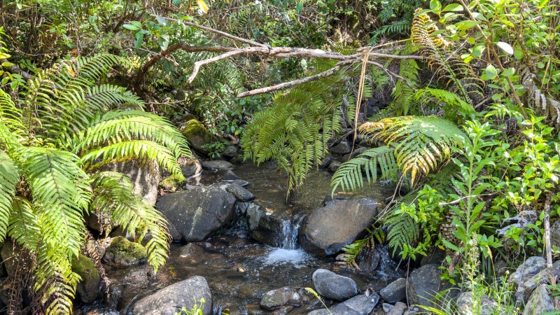 432C Tapu Coroglen Road, Tapu, Thames - Carousel 32