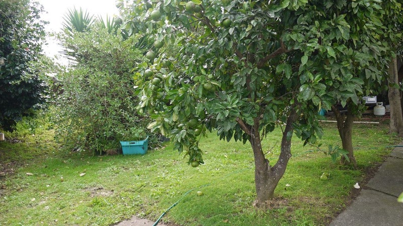 16 Carbery Place, Manurewa, Auckland - Carousel 15