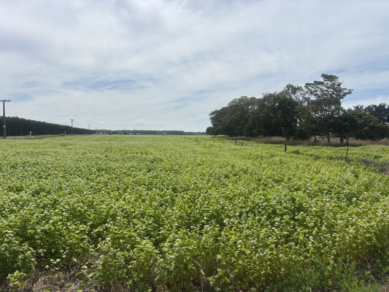 Waimate Highway, Saint Andrews, Waimate, Canterbury - Carousel 1