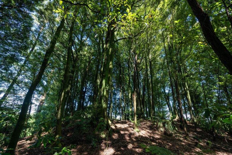 1259B State Highway 5, Hamurana - Carousel 41