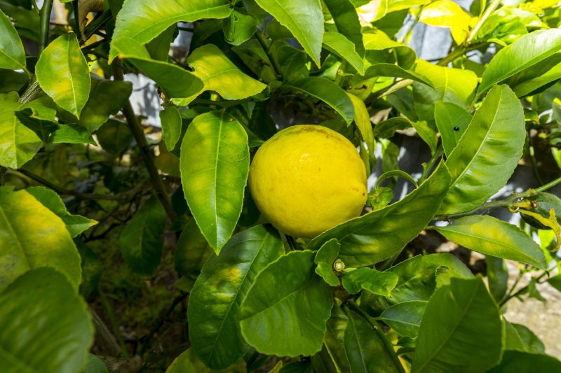 801A Fergusson Drive, Elderslea, Upper Hutt - Carousel 25