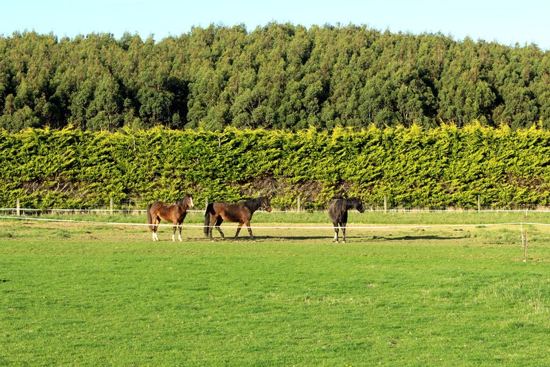 270 Roslyn Road, Roslyn Bush, Invercargill - Carousel 2