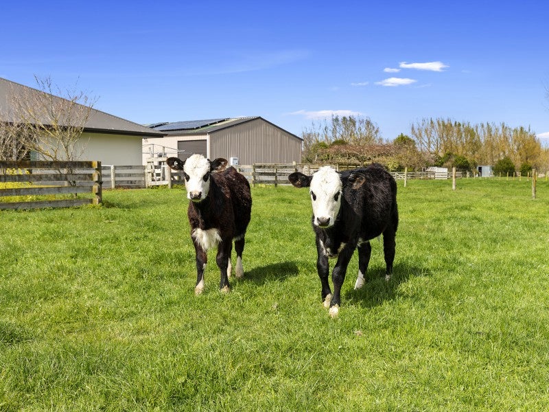 161 Boyd Road, Horsham Downs - Carousel 26