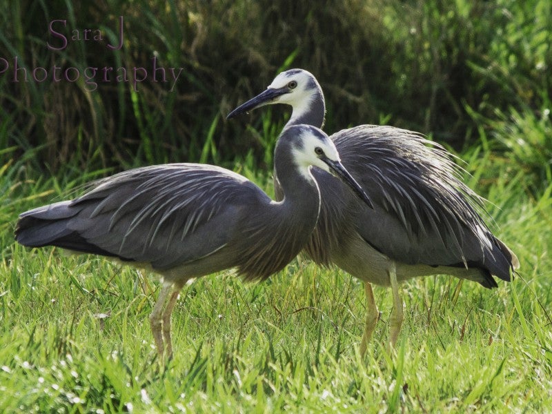 Property Valuation for 10 Rereahu Avenue, Hatepe Trade Me Property