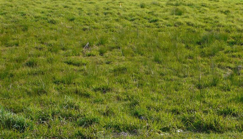 52 Saint George Street, Papatoetoe, Auckland - Carousel 1